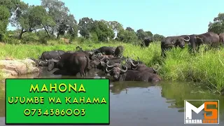 mahona ujumbe wa kahama 0734386003 prd by mbasha studio 2020