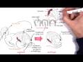 Download Lagu Obstetrics - Stages of Labour