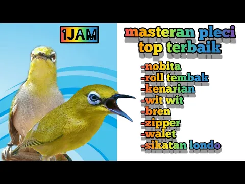 Download MP3 masteran pleci hot terbaik - kenarian wit wit bren zipper walet nobita sikatan londo roll tembak