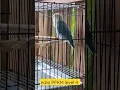 Download Lagu lovebird paud ngeriwik