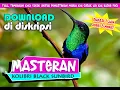 Lagu SUARA KOLIBRI BLACK SUN BIRD -  FULL TEMBAKAN - JEDA 3 MENIT