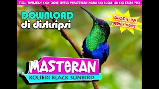 Download SUARA KOLIBRI BLACK SUN BIRD -  FULL TEMBAKAN - JEDA 3 MENIT MP3