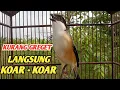 Download Lagu SUARA BURUNG CENDET GACOR LANTANG MEMANG MEMANGIL LAWAN