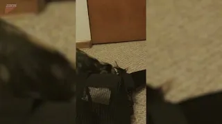 Cat Plays Inside Pet Carrier Bag - 1848918 - 3