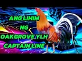 LEGENDARY FIGHTERS Oakgrove Yellow Legged Hatch - Captain Line