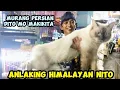 Download Lagu MURANG BILIHAN NG PERSIAN HIMALAYAN CAT AT SIAMESE DITO SA STA CRUZ MANILA ARANQUE PET MARKET