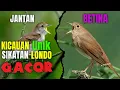 Download Lagu kicau an burung SIKATAN LONDO JANTAN dan BETINA GACOR DOR sangan cocok untuk MASTERAN !!!...