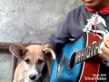 Download Lagu Sungguh ajaib,  anjing ini bernyanyi ketika majikannya memainkan gitar.