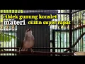 Download Lagu ciblek gunung gacor isian cililin super rapat