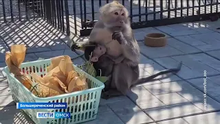 Омичи выбрали имя для яванской макаки