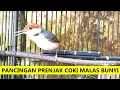 Download Lagu Suara Prenjak Coki BETINA GACOR | Masteran \u0026 Pancingan Cinenen Coki BAHAN agar cepat bunyi NGEPLONG