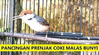 suara prenjak coki betina gacor masteran u0026 pancingan cinenen coki bahan agar cepat bunyi ngeplong