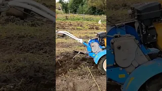 Как на мотоблоке копают картошку в деревне 