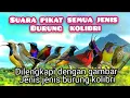 Download Lagu Suara Pikat Semua Jenis Burung Kolibri Paling Ampuh