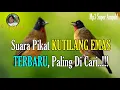 Download Lagu Suara Pikat KUTILANG EMAS Paling Ampuh | TERBARU..!!