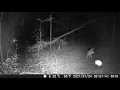 Grey Fox or Coyote