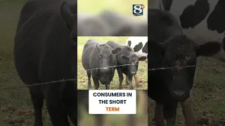 Cattle farmers oppose Trump s beef import plan