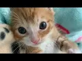 Very Talkative Sleepy Kittens