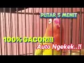 Lagu Audio Pancingan Lovebird Sudah Terbukti Gacor Memancing Labet Jadi Ngekek Panjang!
