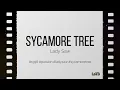 Lady Saw - Sycamore Tree lyrics