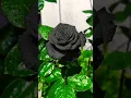 Lagu Black diamond rose ,most expensive rose of the world #short  #rare