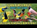 Lagu Suara pikat burcil | Suara Pikat Kutilang vs Burcil Ribut