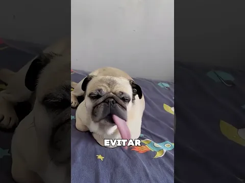 Cómo Saber Si Tu Perro Confía En Ti 😯❤️
