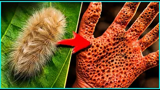 5 Insectos Más Peligrosos Del Mundo - 100%JC