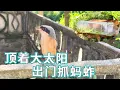 Download Lagu 最近天气实在是太热了，小鸟们的饮食不能缺，还是决定顶着大太阳出门给它抓一点蚂蚱！【天下一场梦】