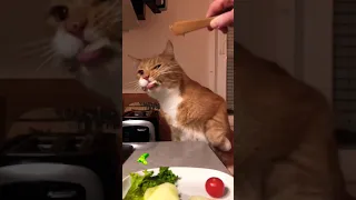 Random Cats What I Found On Imgur Com Ep 58 