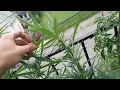 HOW IS GREENPOINT SEEDS SO FROSTY FOR SUCH A LOW GREAT PRICE GET YA G-POINT GENETICS HERE