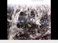 Splendour Among Shadows ~ Bill Bruford - If Summer Had Its Ghosts
