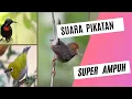 Download Lagu Suara Pikat Semua Burung Super Ampuh