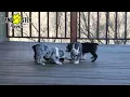 Lively Boston Terrier Puppies