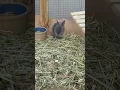 Download Lagu lyla's babies  - memory  #animalcare #animals #pets #rabbits #youtubeshorts #videos #babyrabbits