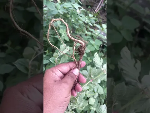 टोचणारे मुतखडे विरघळून जातील, हा उपाय करा.
