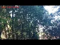 Download Lagu suara pikat ampuh burung pelanduk semak sulawesi pote..!!!