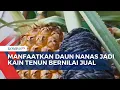 Download Lagu Inovatif! Daun Nanas di Bolaang Mongondow Diolah Jadi Kain Tenun Bernilai Ekspor