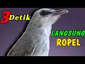 Download Lagu Trucukan Ropel Panjang Untuk Terapi dan Masteran agar Trucuk cepat Ngeropel