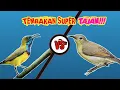 Download Lagu MASTERAN SOGON, TEMBAKAN SUPER TAJAM, MATERI TEMBAKAN KORLAP (KOLIBRI KELAPA) BETINA #sogokontong