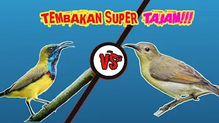 masteran sogon tembakan super tajam materi tembakan korlap kolibri kelapa betina sogokontong