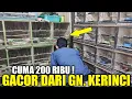 Download Lagu BURUNG HARGA 200 RIBU RASA 5 JUTA, BURUNG GACOR BUKAN BURUNG BISU DARI GUNUNG KERINCI