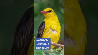 اقوة صوت صفري للصيد صيد طيور Birdsounds Hunting اصوات الطيور 