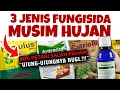 Lagu 80% PETANI SALAH PAHAM.❗❗❗ 3 JENIS FUNGISIDA MUSIM HUJAN | Busuk Batang \u0026 Daun, Layu, Patek