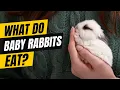 What Do Baby Rabbits Eat Your Complete Guide to Bunny Nutrition