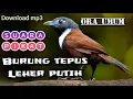 Download Lagu suara PIKAT burung TEPUS LEHER PUTIH ora umum anti gagal
