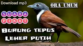 Download suara PIKAT burung TEPUS LEHER PUTIH ora umum anti gagal MP3