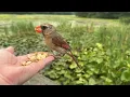 Hand-feeding Birds in Slow Mo - Northern Cardinal