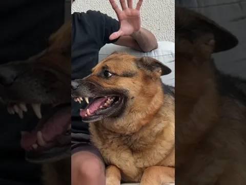 Músicas que deixam Safhira calma #cachorro #pet #meme #viral #rir #comedia #fyp