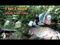 Download Lagu Petualang rimba !! 3 hari di hutan mencari ikan bermalam dan makan di pinggir sungai!! MP3